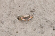 Sentinel crab - macrophthalmus erato
