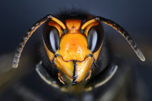 Close Macro View Of An  Asian Hornet Head. Vespa Velutina, Also Known As The Yellow-legged Hornet Or Asian Predatory Wasp, Is A Species Of Hornet Indigenous To Southeast Asia.