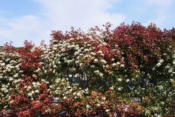 Wall Mural - Japanese photinia blossoms. Rosaceae evergreen tree.