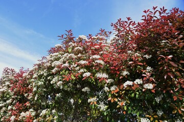 Sticker - Japanese photinia blossoms. Rosaceae evergreen tree.