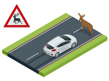 Isometric Deer Crosses The Road In Front Of The Car, Danger Of Collision, Wild Animals On The Road, Accident, Danger Wildlife Collision Concept