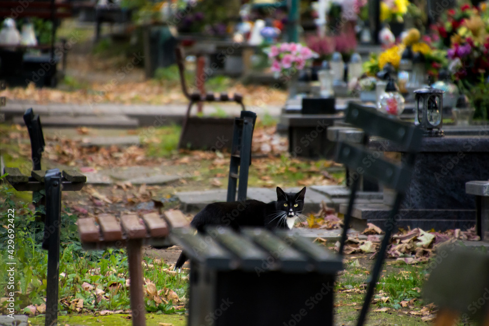 czarny kot na cmentarzu - obrazy, fototapety, plakaty 