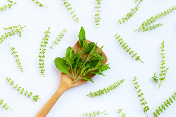 Holy basil leaves with flower on white