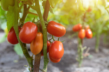 Red ripe tomatoes grown in a greenhouse. Gardening tomato photograph with copy space.