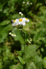 Poster - Spring roadside flowers 