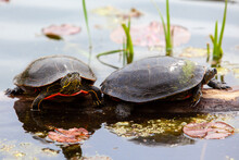 Turtles On A Log In Pond