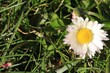 Jeden biały, rozwinięty kwiat stokrotki w trawie wiosną /  One white, unfolded daisy flower in the grass in spring