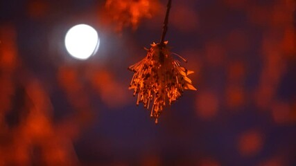 beautiful evening tree in the light of the moon in the night city