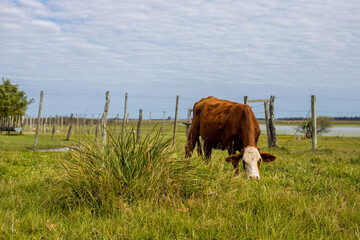 cow eating