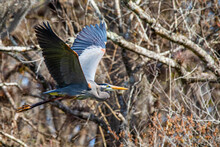 Great Blue Heron Flying With Wings Spread