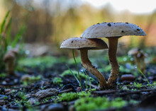 Closeup Of Two Wild Mushrooms In The Forest