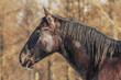 © Annabell Gsödl - portrait of a young hungarian nonius horse