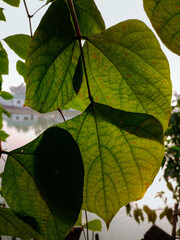 Closeup of the grown green leaves on the branch of a tree