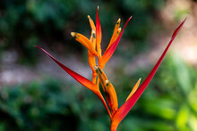 Selective Focus Of An Orange And Red Wildflower Parrot Heliconia