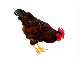 Rhode Island Red rooster are pecking at food isolated on white background.