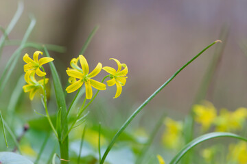 Gagea lutea, a yellow star of Bethlehem that blooms in spring. macro photography, bokeh. first flower in early spring. small yellow meadow flower close-up. natural background