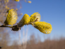 Branch With Yellow Buds