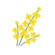 Hand-drawn yellow rapeseed flower. Blooming branch for postcards, logos. Flat style. Cartoon vector canola plant. All elements are isolated. Cute design for your project.