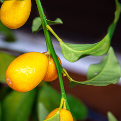 Poster - Closeup shot of growing lemons on a tree