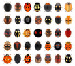 Ladybugs, ladybird beetles, isolated on a white background 