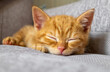 © Olga Gubskaya - The little ginger kitten is tired and sleeps on the couch. Pets, pet care concept. Selective focus.