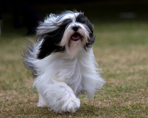 Black and white Tibetan Terrier