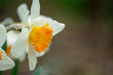 Close Up Of White And Yellow Daffodil Flower