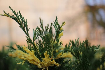 grass plants spring fern flowers in the garden earth green