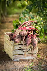 Wall Mural - Rustic garden in summer afternoon. Bio beetroot in greenhouse.