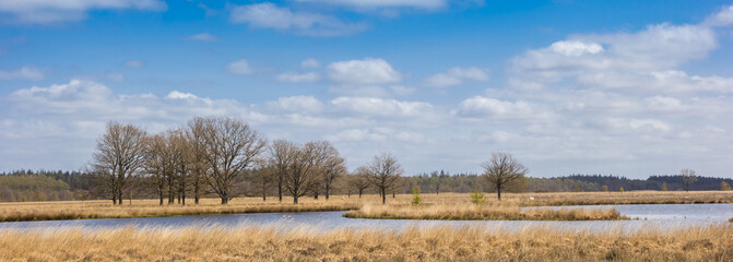 Wall Mural - Panorama of trees at the lake in Duurswouderheide