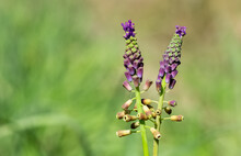 Wild Flowers, Medicinal Plants, Aromatic Flowers And Hyacinth Photos