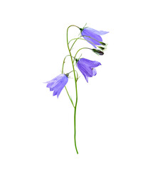 Wall Mural - lilac bellflower isolated on a white background