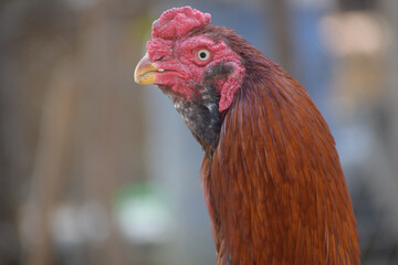 Canvas Print - Selective focus shot of a chicken outdoors