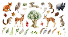 Forest Wild Animal Big Set. Watercolor Illustration. Fox Badger Rabbit Deer And Chipmunk. Bunny, Owl Bird, Toad, Feather, Leaf. Natural Element Collection. Realistic Woodland Set On White Background