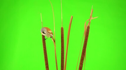 Wall Mural - two baleen tits male sits on a reed (cattail), on a green screen. studio, natural sound