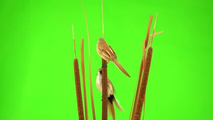 Wall Mural - two mustachioed tits female and male sits on a reed (cattail), on a green screen. studio, natural sound