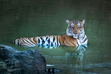 Beauty of south indian jungles