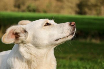 close up head portrait of a mixed breeded dog in the garden