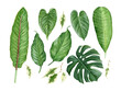 Hand painted watercolor tropical leaves: Monstera, strelitzia, anthurium, spathiphyllum, plumeria