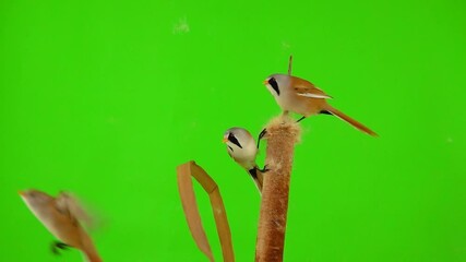 Canvas Print - two baleen tits sit on reed (cattail) on a green background, one tit flies away. studio, slow motion