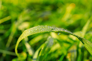 grass curved with dew drops close-up selective focus, background blurred