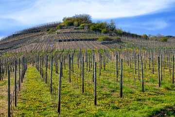 Wall Mural - Weinberg im Frühling bei Rech im Ahrtal