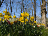 Wiosenne kwiaty, żonkile, tulipany i storczyki