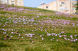 © Kira - Spring flowers Pink Evening Primrose (Oenothera speciosa) in a meadow on a sunny day, selective focus