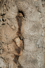 tree bark texture