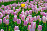 Fototapeta Tulipany - Colorful tulips in an agricultural field in sunlight below a blue cloudy sky in spring, Almere, Flevoland, The Netherlands, April 24, 2021