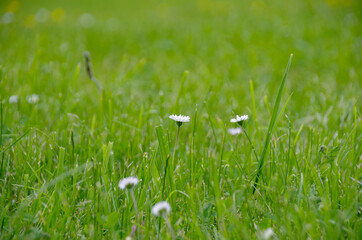 First blossoming on a field