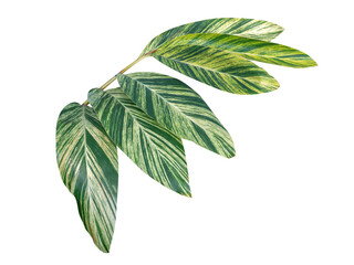 Wall Mural - Tropical green and yellow ginger leaves or shell ginger foliage plant isolated on white background, clipping path included.