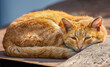 old ginger cat close-up lies on the roof. a tired ginger cat is resting in the sun in the summer