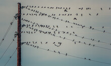 Flock Of Birds On Wires